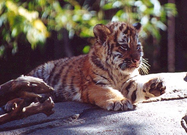 Tiger cub paw raised-from Indy Zoo-by Denise McQuillen.jpg