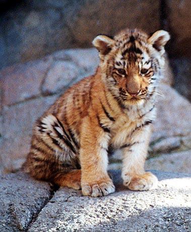 Tiger cub sit-from Indy Zoo-by Denise McQuillen.jpg