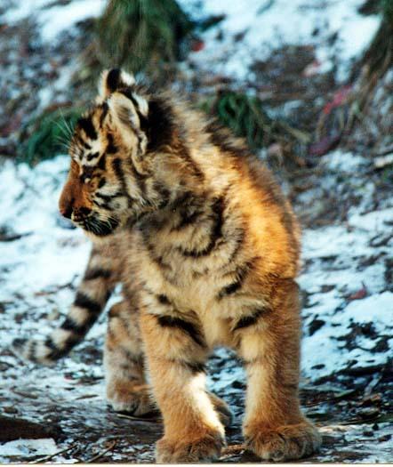 Tiger cub snow-from Indy Zoo-by Denise McQuillen.jpg