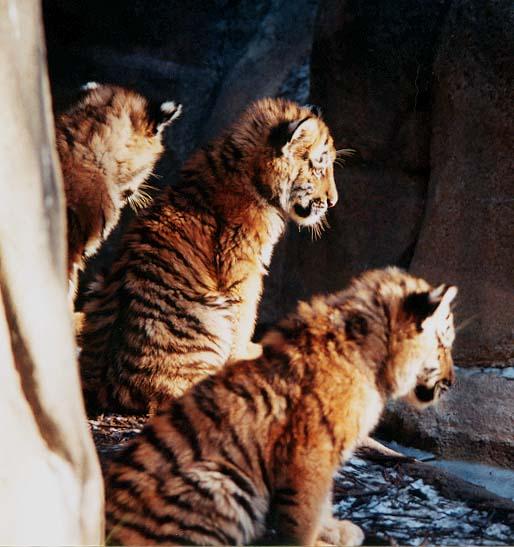 Tiger cubs in a row-from Indy Zoo-by Denise McQuillen.jpg