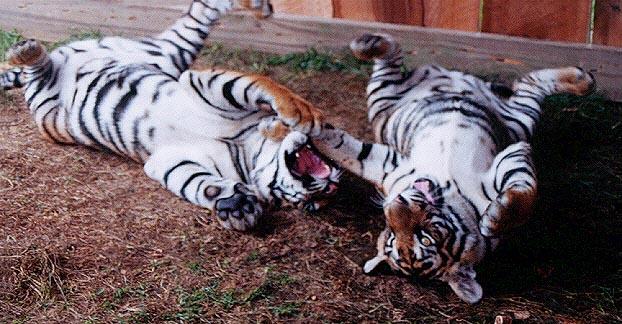 Tiger cubs play 1-by Denise McQuillen.jpg