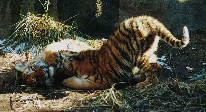 Tiger cubs play 1-from Indy Zoo-by Denise McQuillen.jpg