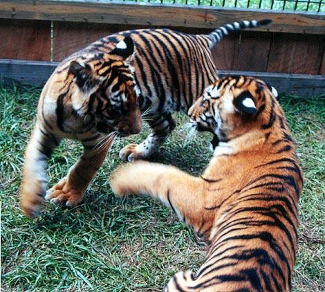 Tiger cubs play 2-by Denise McQuillen.jpg