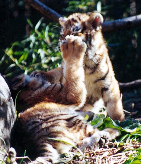 Tiger cubs play 2-from Indy Zoo-by Denise McQuillen.jpg