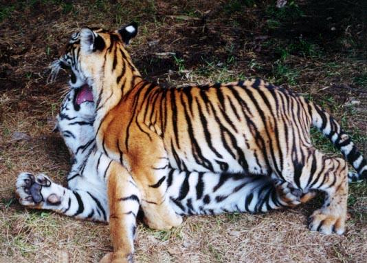 Tiger cubs play 3-by Denise McQuillen.jpg