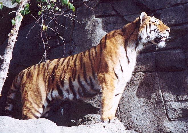 Tiger proud-by Denise McQuillen.jpg