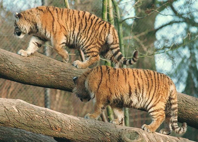 Tigerclimb001-from Hagenbeck Zoo-by Ralf Schmode.jpg