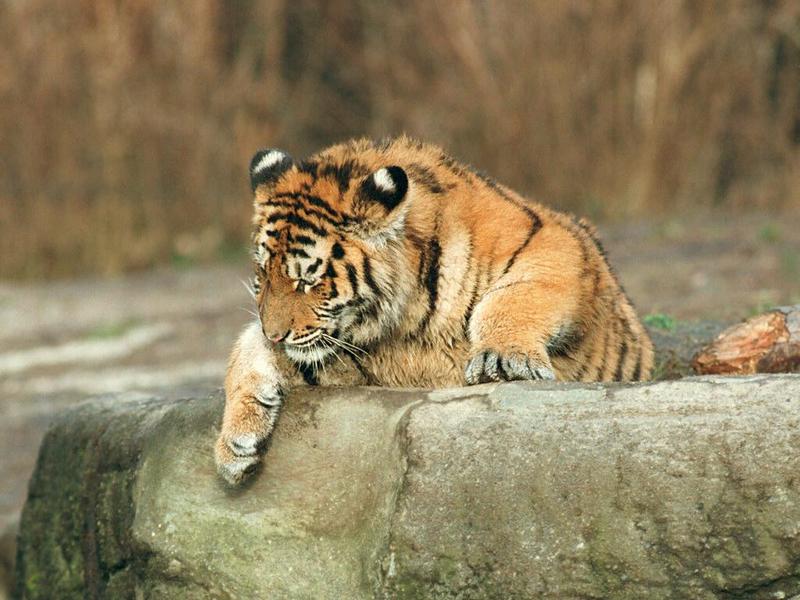 Tigerclimb002-from Hagenbeck Zoo-by Ralf Schmode.jpg