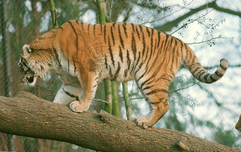 Tigerclimb003-at Hagenbeck Zoo-by Ralf Schmode.jpg