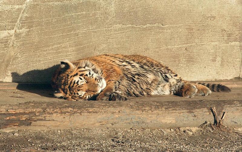 Tigercub016-Siberian Tiger from Hagenbeck Zoo-by Ralf Schmode.jpg