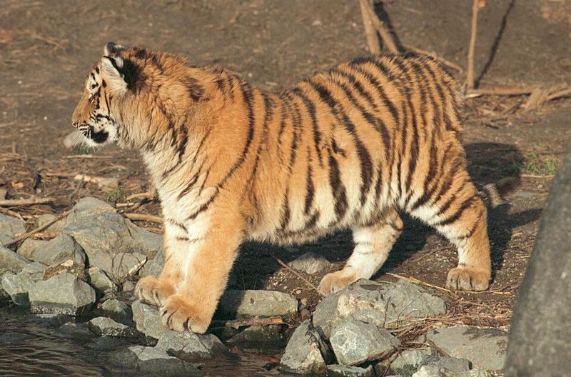 Tigercub017-Siberian Tiger from Hagenbeck Zoo-by Ralf Schmode.jpg