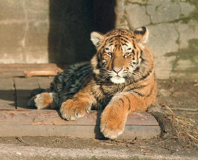 Tigercub018-from Hagenbeck Zoo-by Ralf Schmode.jpg