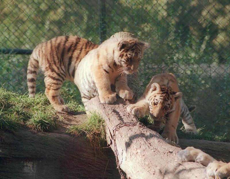 Tigercubs003-Siberian Tiger cubs-by Ralf Schmode.jpg