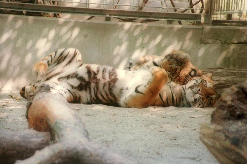 Tigerplay003-Sumatran Tigers from Heidelberg Zoo-by Ralf Schmode.jpg