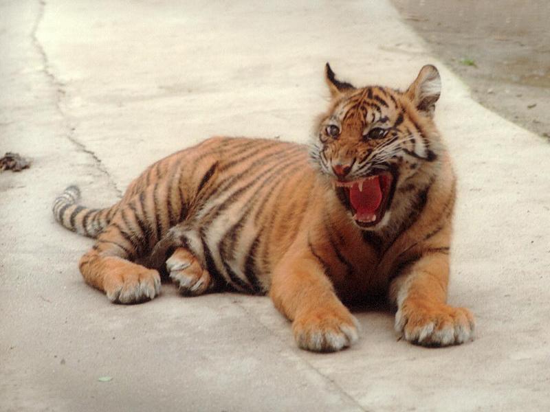 Tigerroar001-by Ralf Schmode.jpg