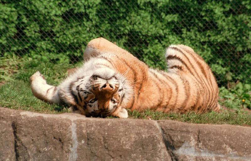 Tigerrug002-at Hagenbeck Zoo-by Ralf Schmode.jpg