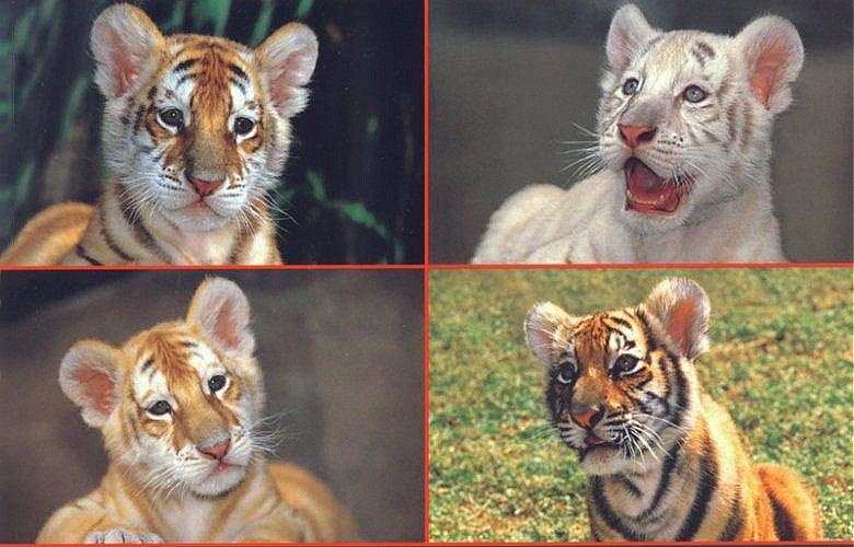 Tigers Cubs of Dreamworld-at Dreamworld Australia-by Les Thurbon.jpg
