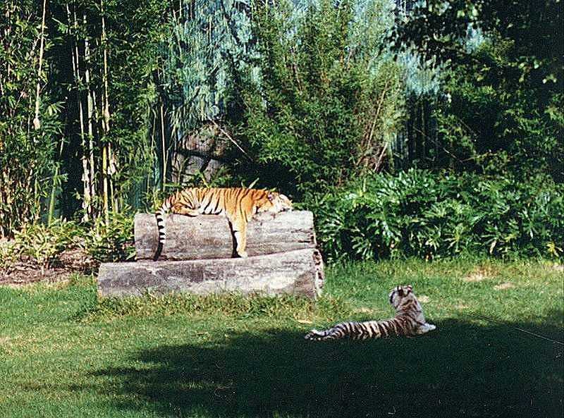 Tigers of Dreamworld  2-by Les Thurbon.jpg