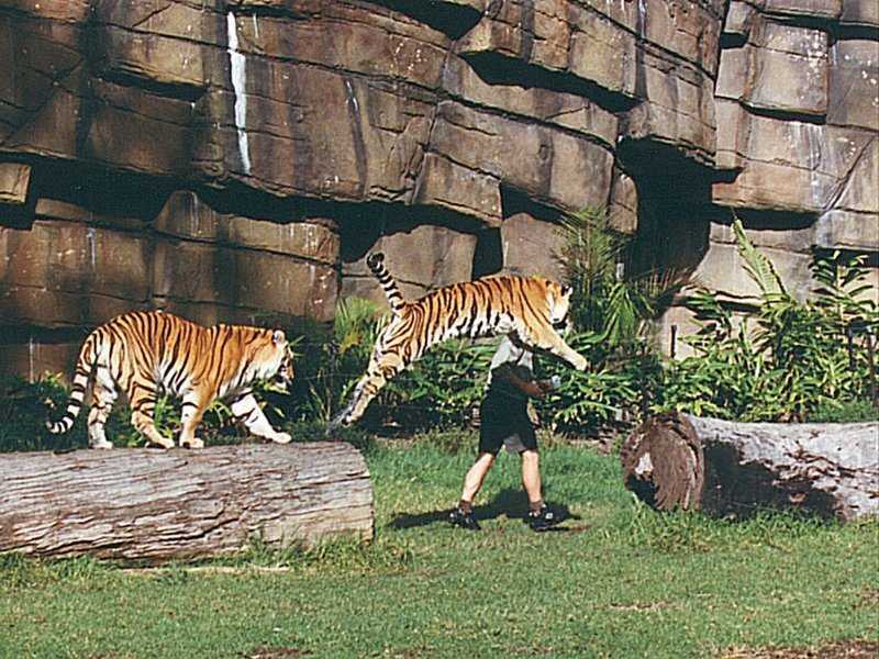 Tigers of Dreamworld  6-by Les Thurbon.jpg