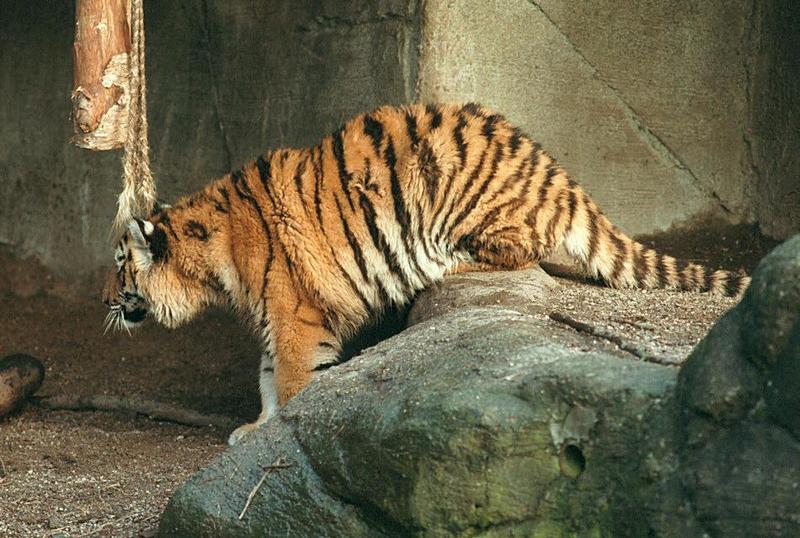 Tigerstalk002-from Hagenbeck Zoo-by Ralf Schmode.jpg