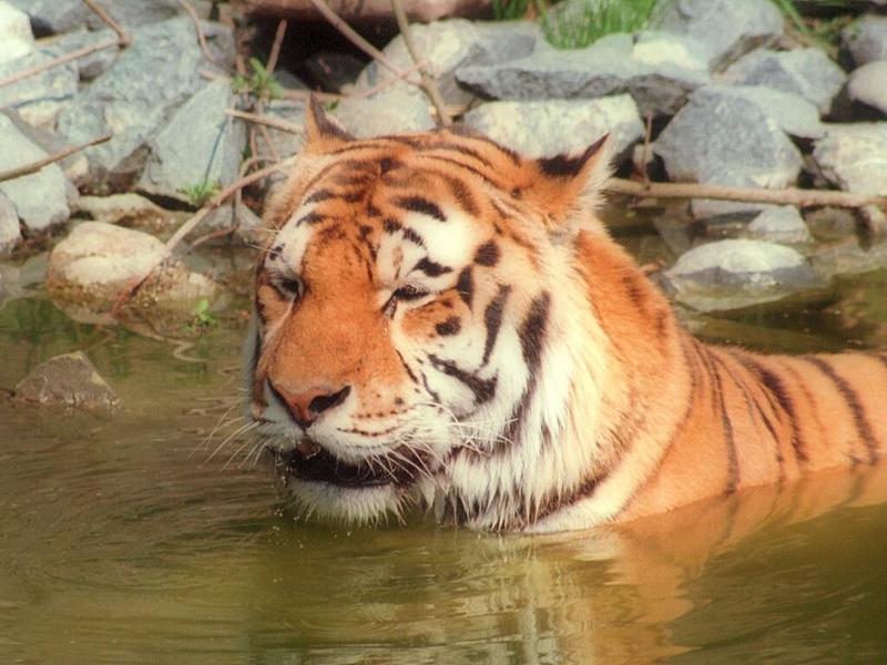 Tigerswim002-from Hagenbeck Zoo-by Ralf Schmode.jpg