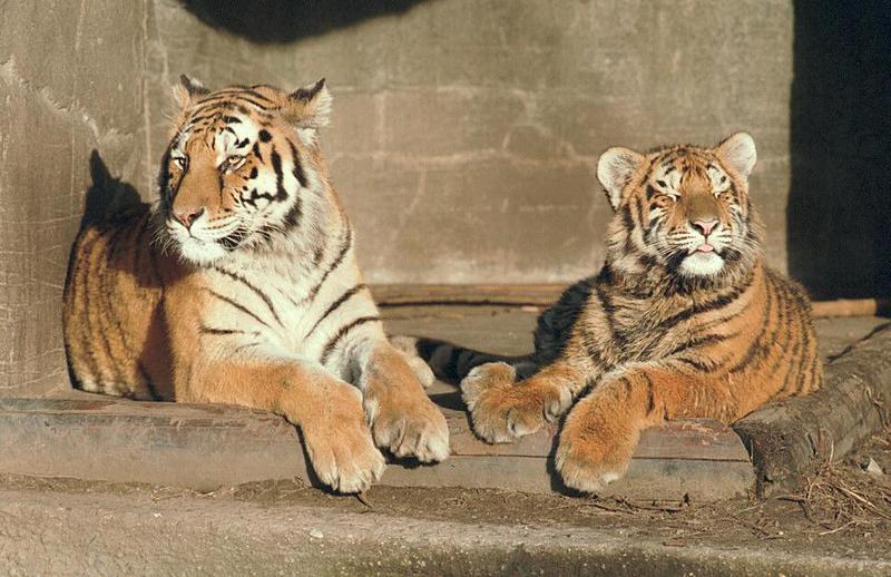 Tigertwo005-from Hagenbeck Zoo-by Ralf Schmode.jpg