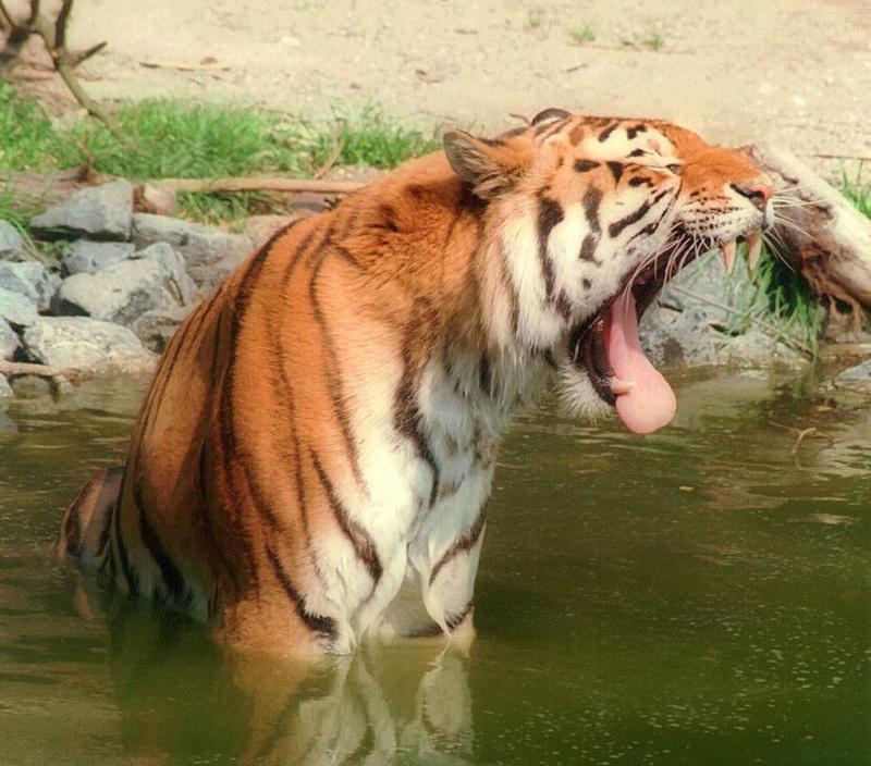 Tigeryawn002-from Hagenbeck Zoo-by Ralf Schmode.jpg