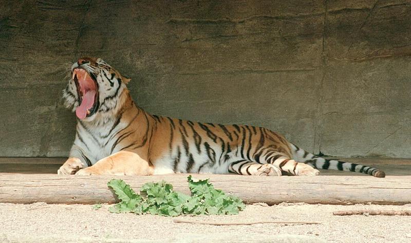 Tigeryawn004-by Ralf Schmode.jpg