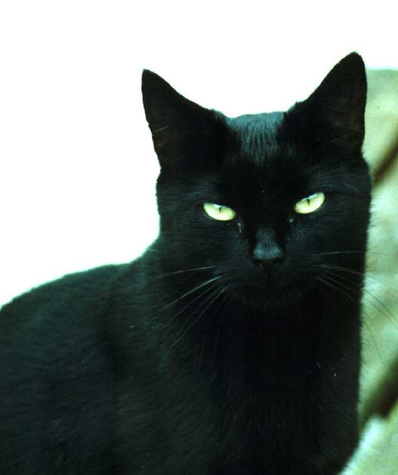 Tiggy 1-Black House Cat-closeup-by Theresa.jpg