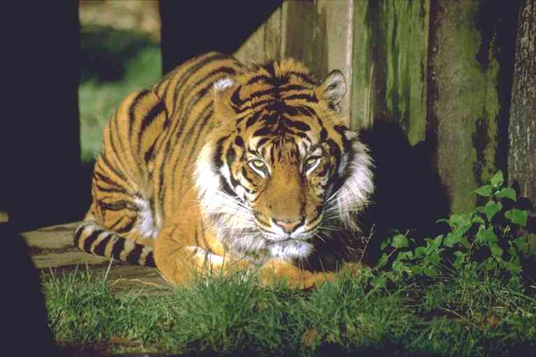 Tijger-01-Tiger-by Trudie Waltman.jpg