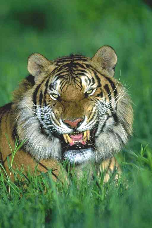 Tijger-03-Tiger-by Trudie Waltman.jpg