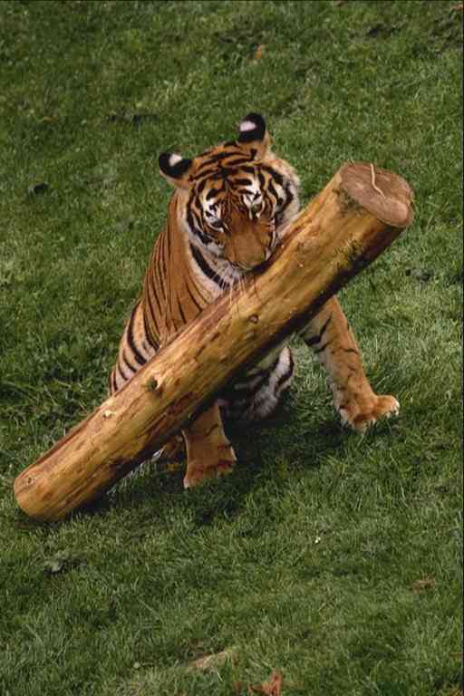 Tijger-04-Tiger-by Trudie Waltman.jpg