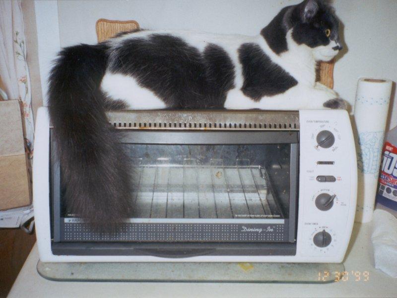 Toasty Richie-House Cat-by Elizabeth Lawrence.jpg