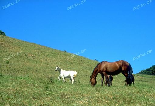TongroPhoto-i12-Gray and Brown Horses.jpg