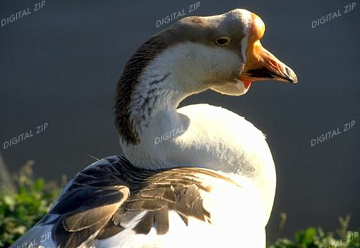 TongroPhoto-i23-Chinese breed domestic goose-head closeup.jpg