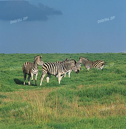 TongroPhoto-i36-zebras.jpg