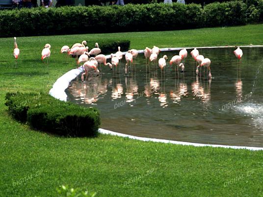 TongroPhoto-k21-Flamingos.jpg