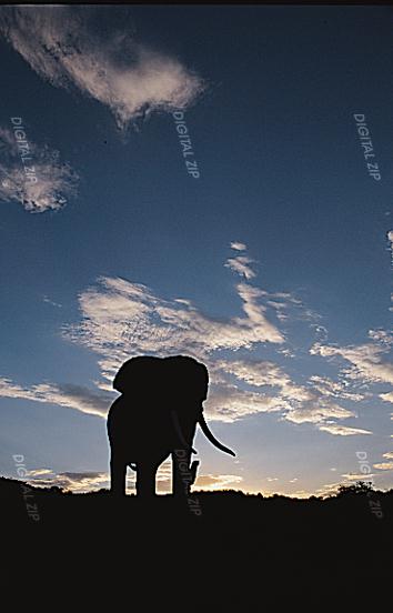 TongroPhoto-t27-Elephant-Shadowed.jpg