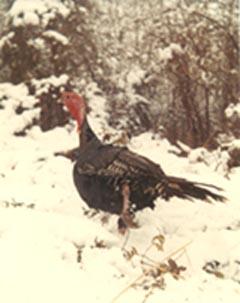 Turkey on snow-by Curtis Dewey.jpg