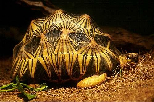 Turtle from Honolulu Zoo-by Ingrid Schaefer.jpg