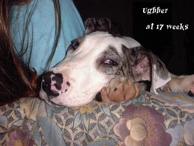 Ughher - 0007-Dog-by Dennis Ughher.jpg