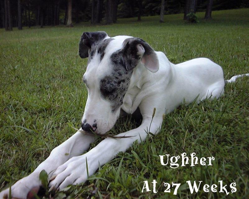 Ughher - 0009-Dog-by Dennis Ughher.jpg