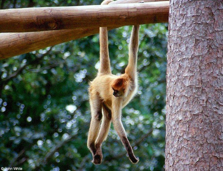 Unidentified monkey hanging around-by John White.jpg