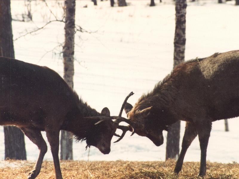 Unknown Deer 02-by Willy Jorgensen.jpg