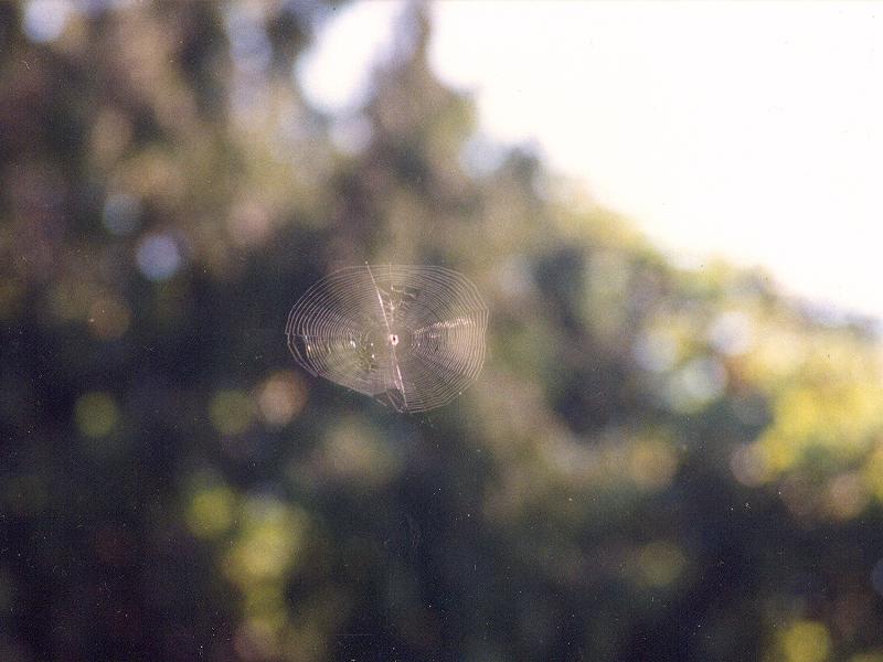 Unknown Spider-by Willy Jorgensen.jpg
