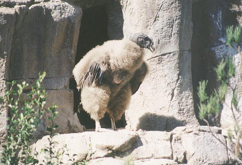 Vulture-chick in San Diego Zoo-by Ralf Schmode.jpg