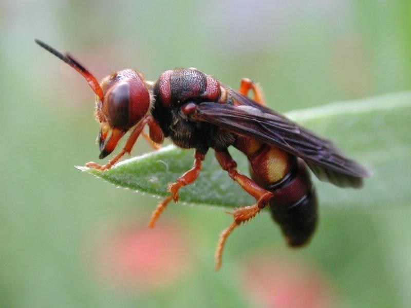 Wasp-by Steven Spach.jpg