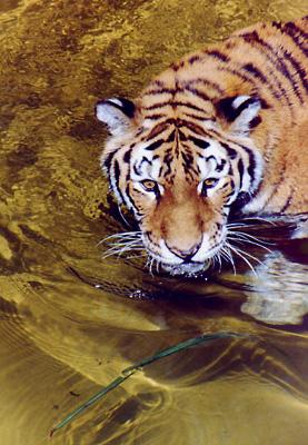 Watercat1-Tiger-in water-by Gary Borland.jpg