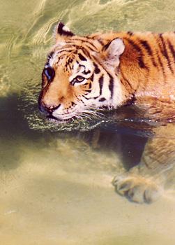 Watercat2-Tiger in water-by Gary Borland.jpg