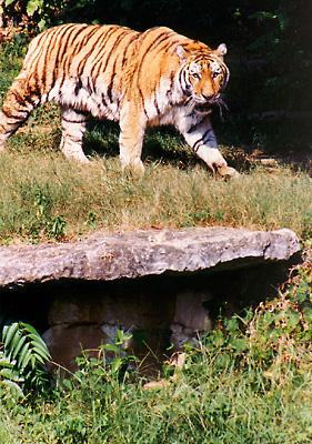 Watercat3-Tiger-on grass-by Gary Borland.jpg